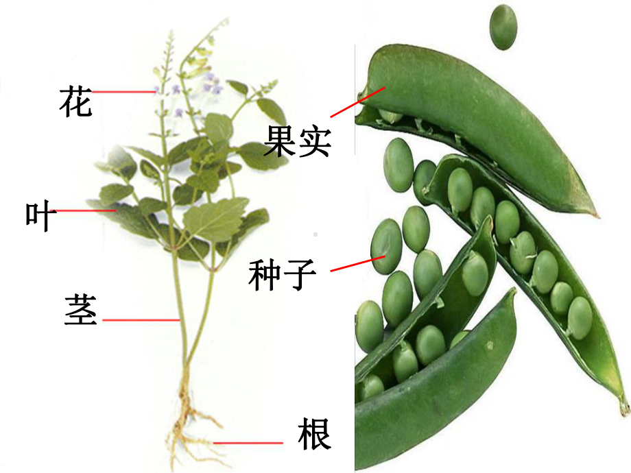 （华师大版）《科学》八年级上册：全册配套教学课件精选集第四章14节打包12套.ppt_第2页