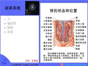 （医学课件）泌尿系统概述.ppt