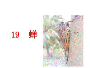 （课件）部编版九年级上册：19蝉.ppt