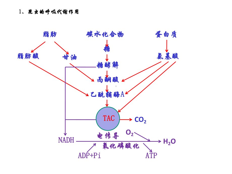 第三章杀虫剂杀螨剂课件2.ppt_第3页