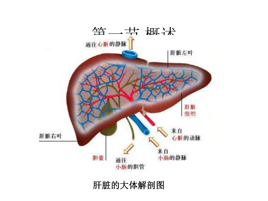 第十五章肝功能不全课件.pptx_第3页