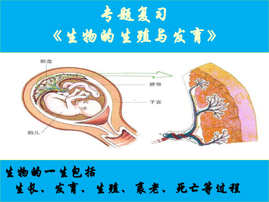 中考专题复习《生物的生殖和发育》课件(共42张).ppt_第1页