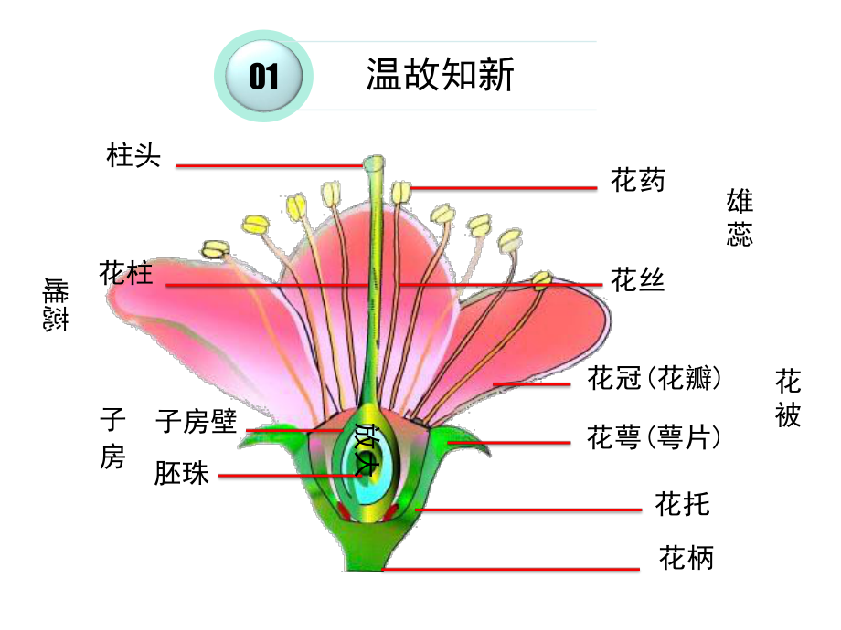 《第二节植物的有性生殖》课件8.ppt_第2页