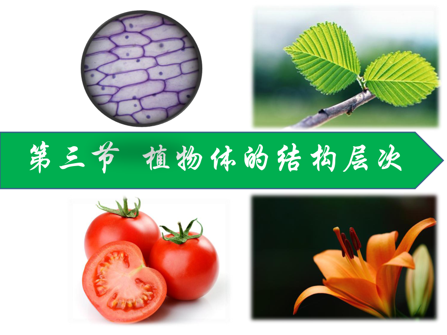 七年级生物植物体的结构层次—优秀课件.ppt_第1页