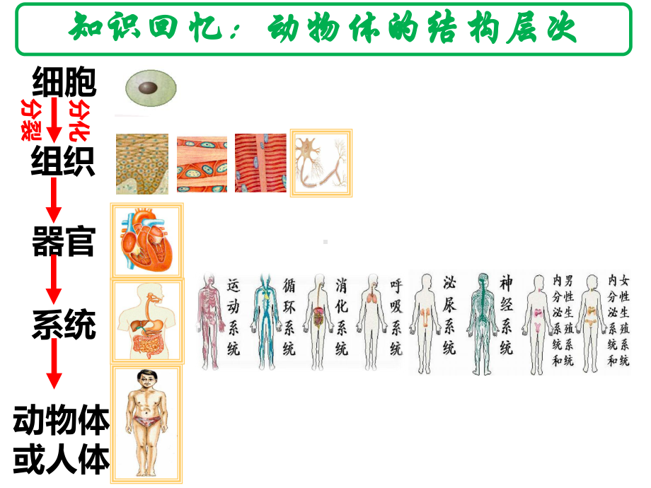 七年级生物植物体的结构层次—优秀课件.ppt_第2页