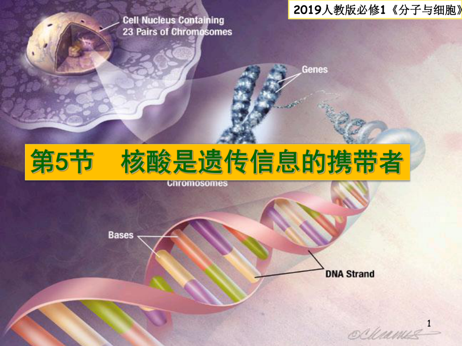 25核酸是遗传信息的携带者课件（新教材）人教版高中生物必修一(共15张).pptx_第1页