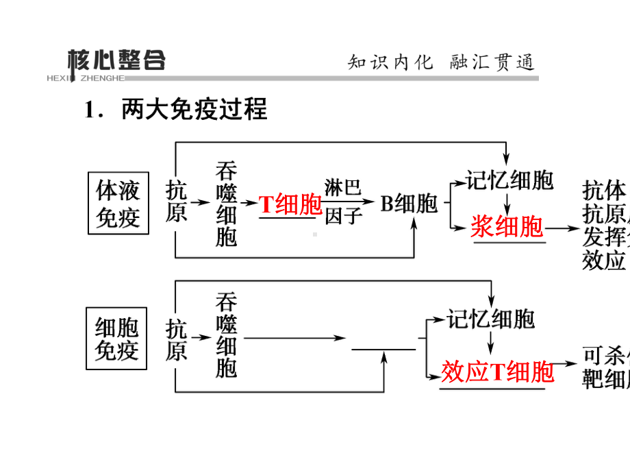 (通用版)2020版高考生物二轮复习第1部分专题8生命活动的调节考点4免疫调节课件.pptx_第2页