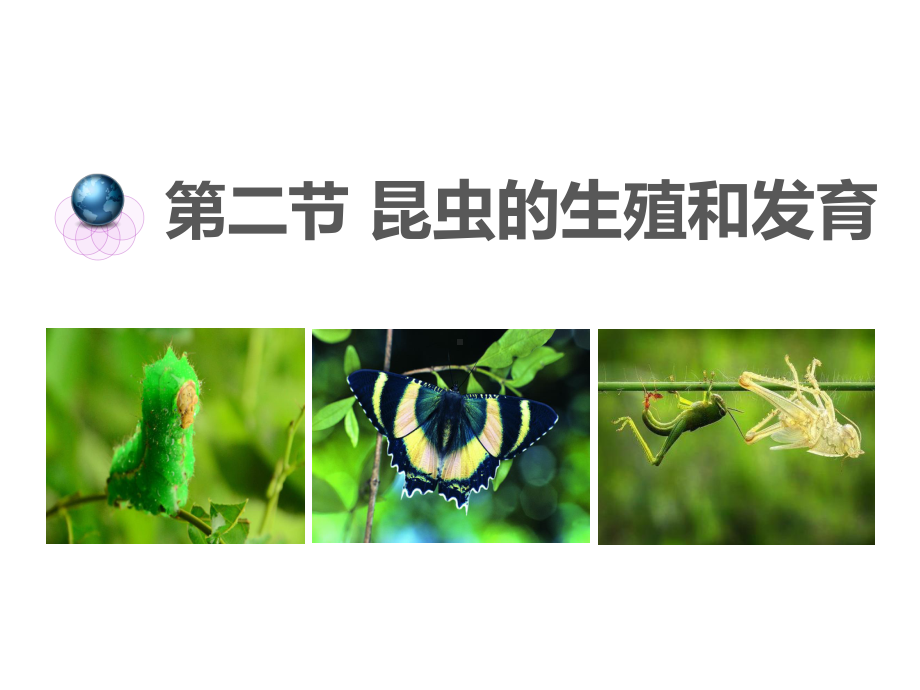 1.2昆虫的生殖和发育-课件6(生物人教版八年级下册).ppt_第3页