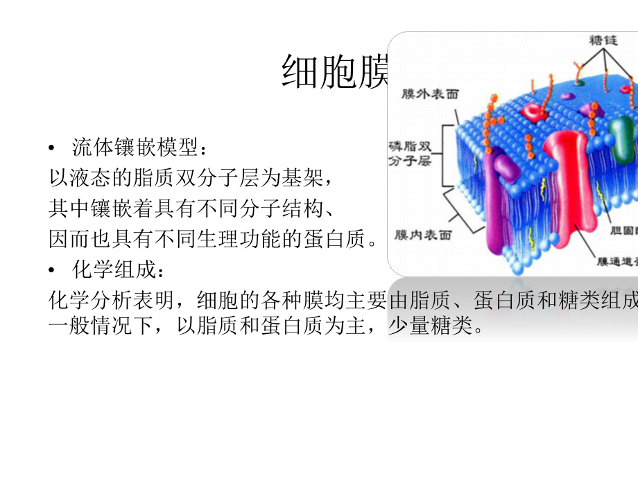 (完整)细胞膜结构及功能ppt.pptx_第2页