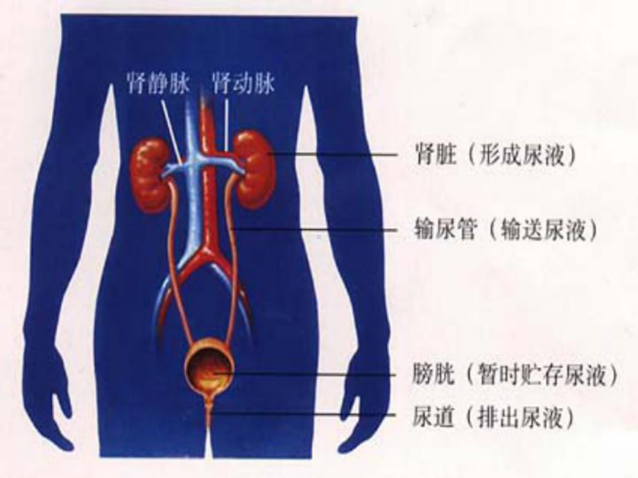 1124尿的形成与排出课件北师大七年级下.ppt_第3页