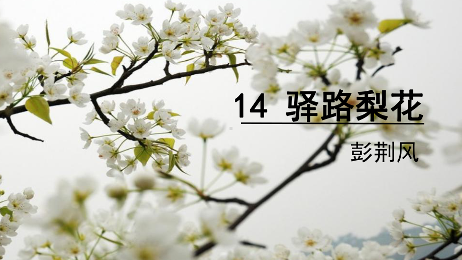 部编版七年级上册语文《驿路梨花》课件（定稿；组内教研课）.pptx_第1页