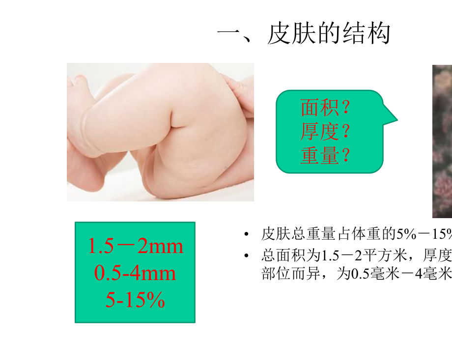 0-3岁婴幼儿皮肤特点及保育.pptx_第2页