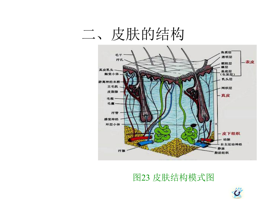 0-3岁婴幼儿皮肤特点及保育.pptx_第3页