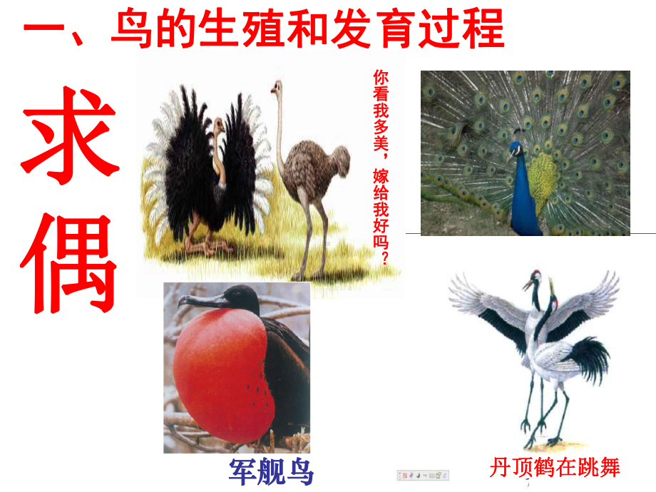 14鸟的生殖和发育课件9(生物人教版八年级下册).ppt_第3页