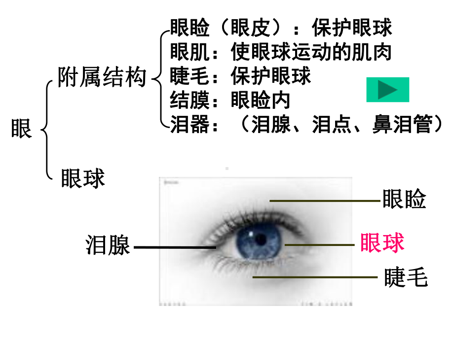 6.1-人体对外界环境的感知-课件(人教版七年级下册).ppt_第3页