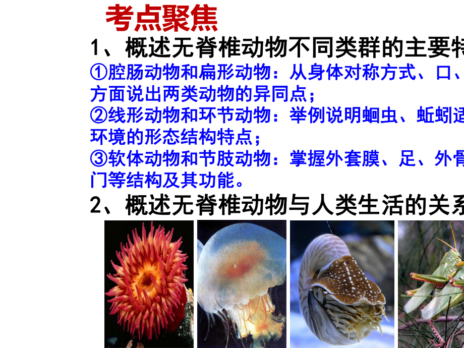 2021届八年级生物二轮复习-无脊椎动物的主要类群复习公开课教学课件共33张.ppt_第3页