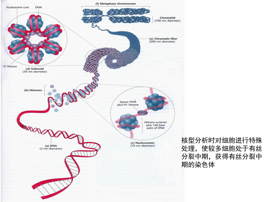 (完整)实验一-人类染色体观察ppt.ppt_第2页