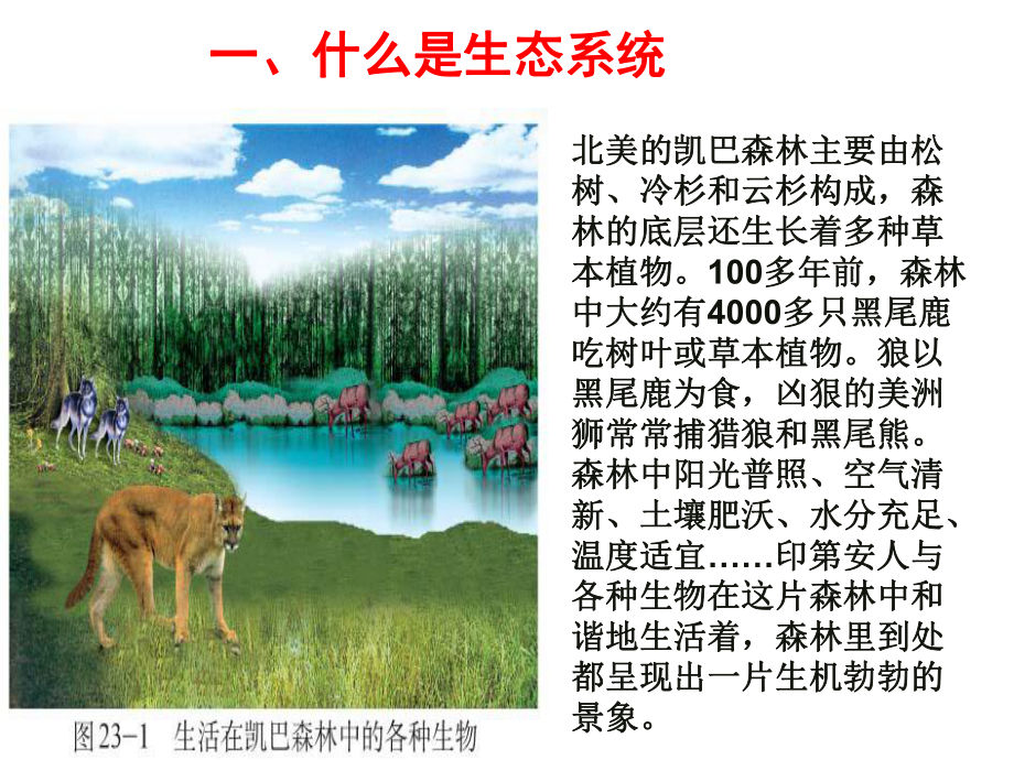 231生态系统概述课件2(生物北师大版八年级下册).ppt_第2页