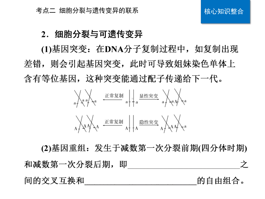 2021高考生物专题三细胞的增殖与生命历程考点二细胞分裂与遗传变异的联系课件.pptx_第3页