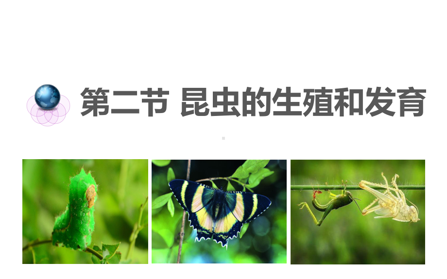 12昆虫的生殖和发育课件6(生物人教版八年级下册).ppt_第3页