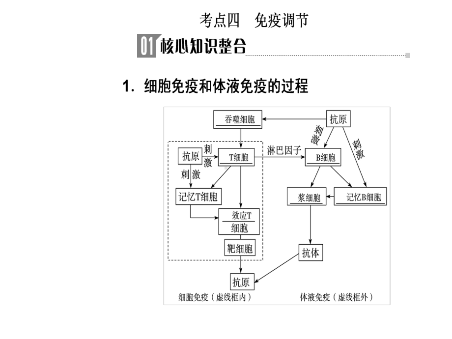 2020届高考生物二轮复习课件-专题八考点四-免疫调节(共31张PPT).pptx_第3页