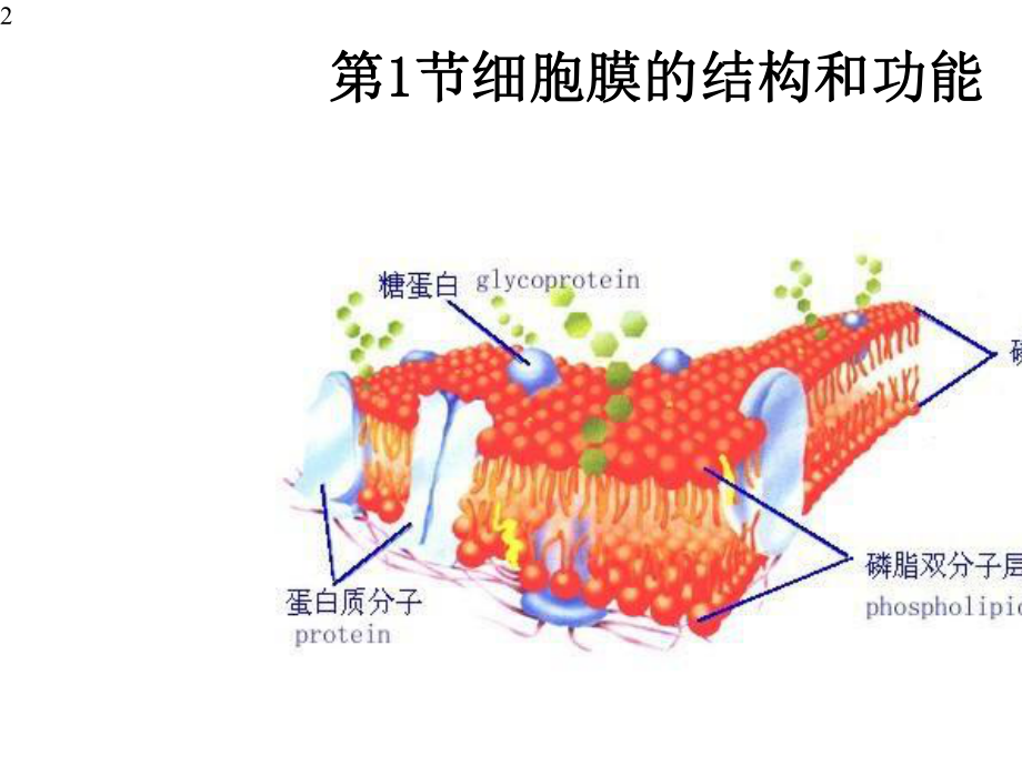 3.1-细胞膜的结构和功能-课件（新教材）人教版高中生物必修一(共20张PPT).pptx_第2页