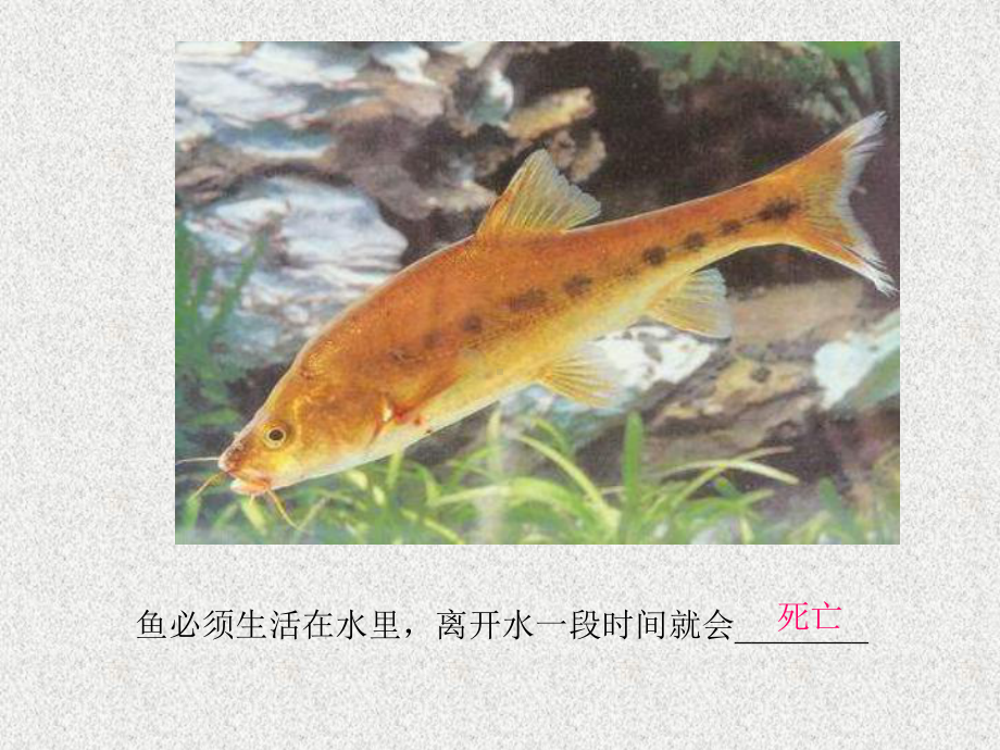 141环境对生物的影响课件2(北京课改版八年级下).ppt_第2页