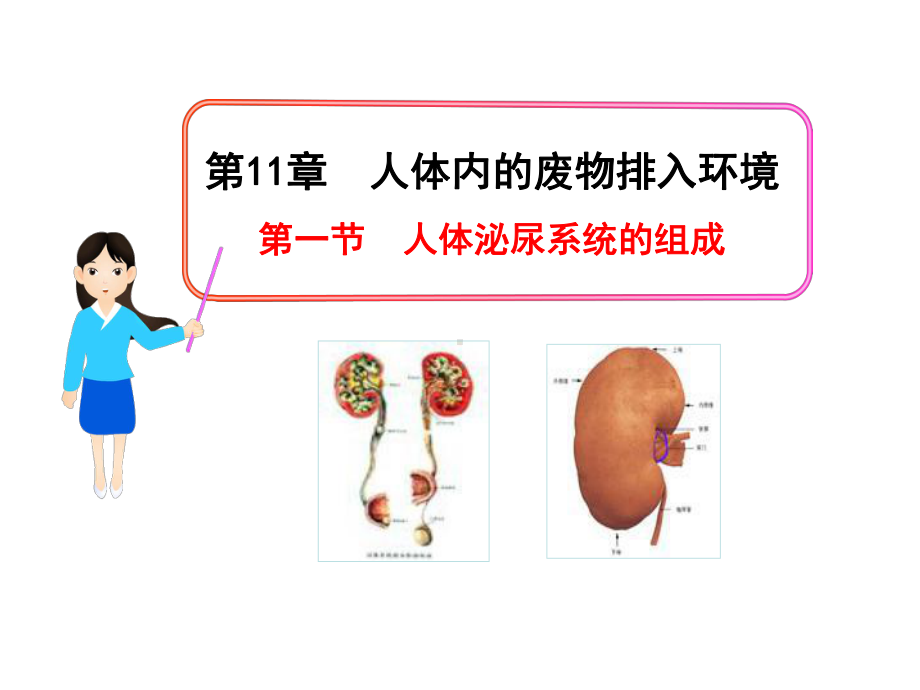 111人体泌尿系统的组成课件4(苏教版七年级下).ppt_第1页