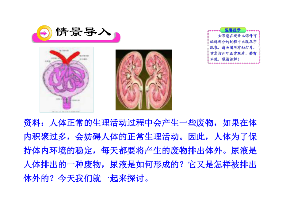 111人体泌尿系统的组成课件4(苏教版七年级下).ppt_第2页