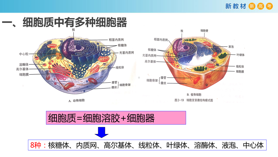 2.3-细胞质是多项生命活动的场所.pptx_第2页