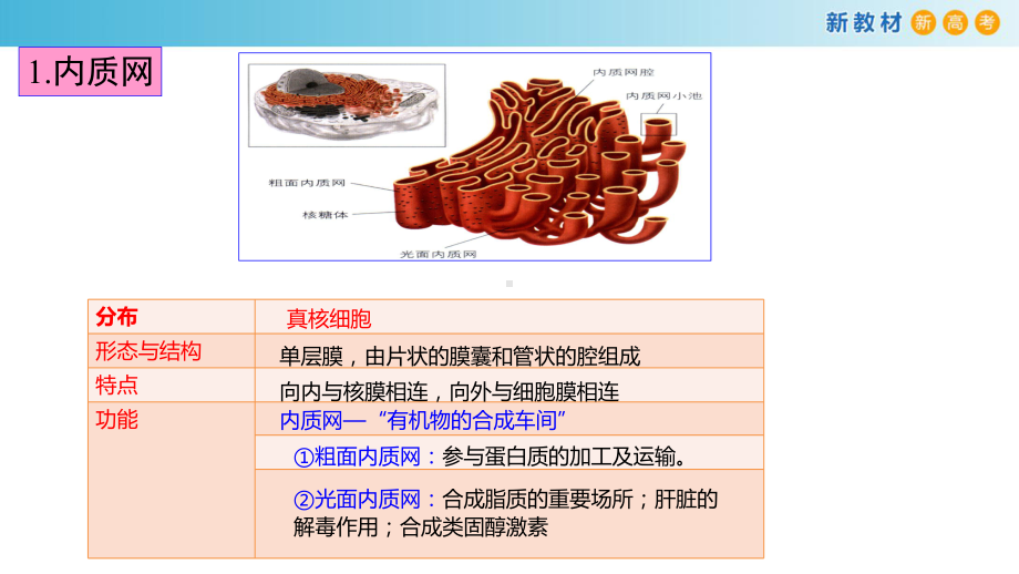 2.3-细胞质是多项生命活动的场所.pptx_第3页