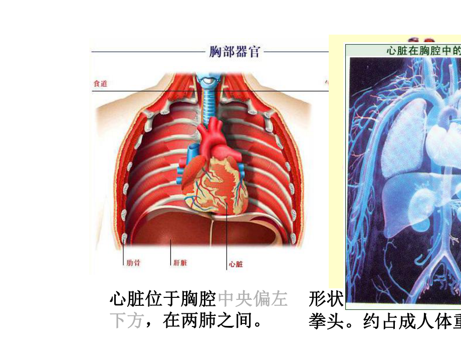 (最新)七年级下册生物《输送血液的泵-心脏》省优质课一等奖课件.ppt_第3页