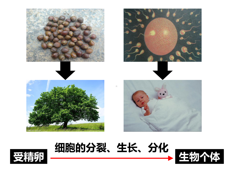 2.3生物体的结构层次—浙教版七年级科学上册课件(共68张PPT).pptx_第3页