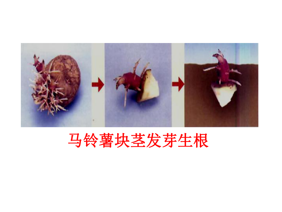 1.7植物的营养生殖-课件2(生物济南版八年级下册).ppt_第2页