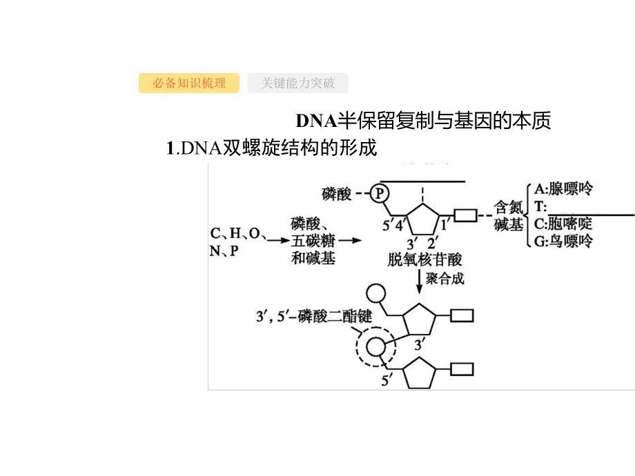 2020版大一轮复习：第5单元-第16讲-DNA分子的结构、复制与基因的本质.pptx_第3页