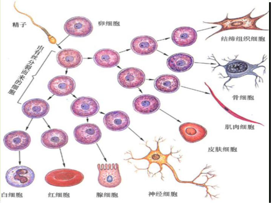 62细胞的分化课件.ppt_第2页