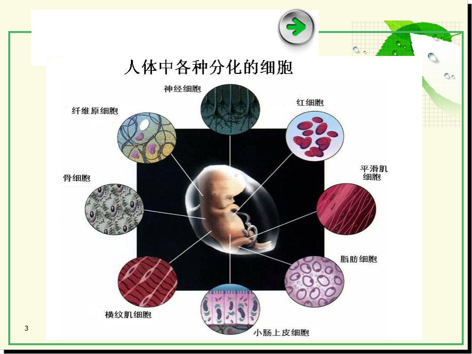 62细胞的分化课件.ppt_第3页