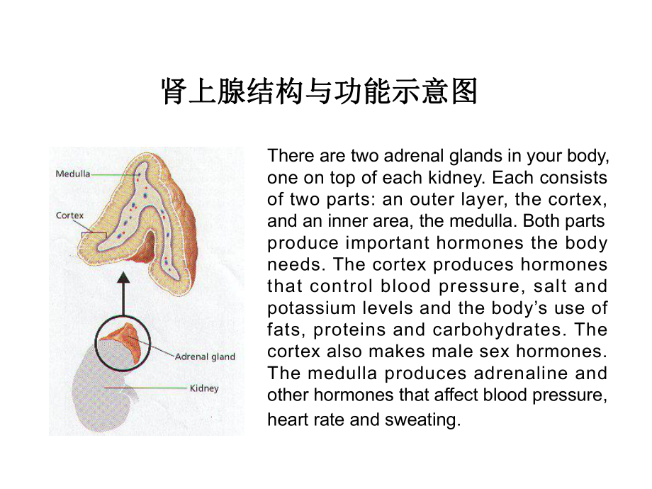 (完整)肾上腺皮质激素ppt.ppt_第2页