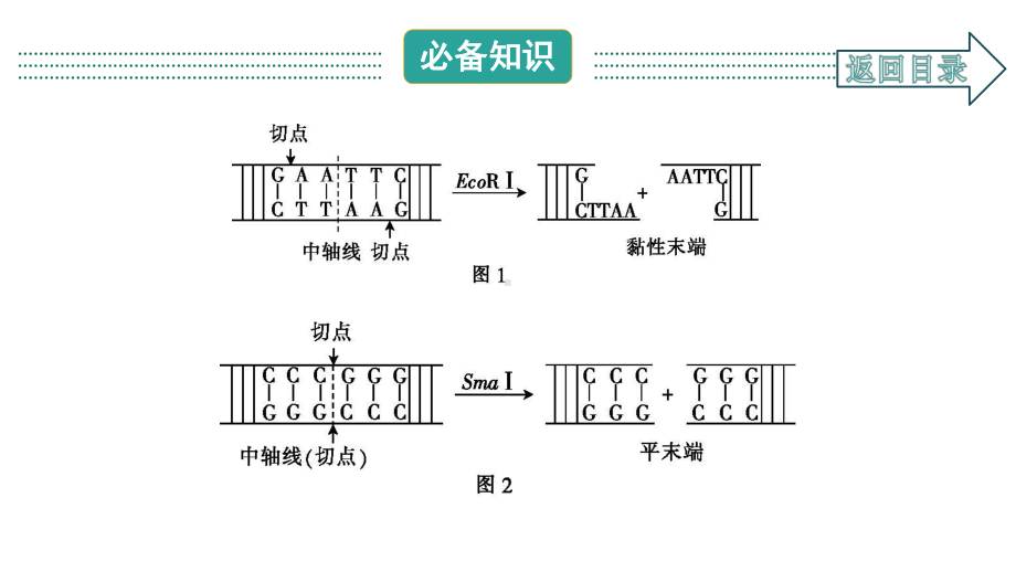 2021届一轮复习人教版基因工程课件(94张).ppt_第3页