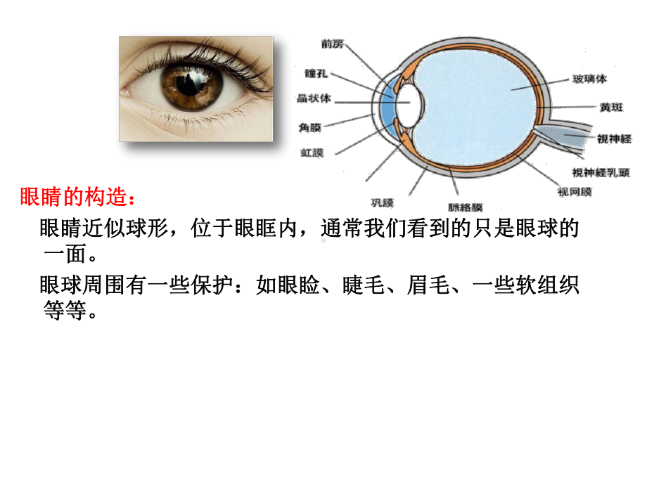 2020年中小学生爱眼护眼知识讲座.pptx_第3页