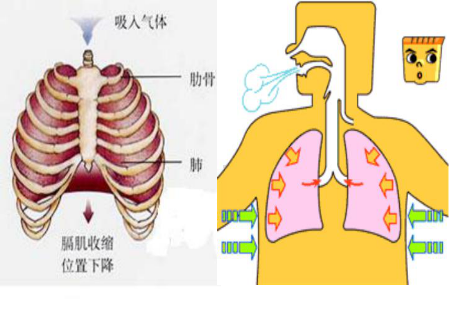 呼吸衰竭课件-2.ppt_第3页