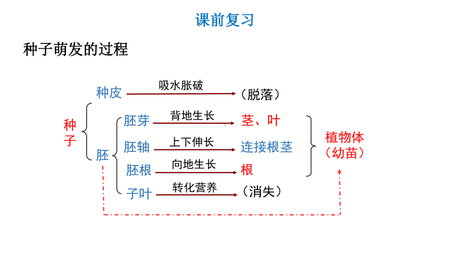 济南版八年级上册第4单元第1章第5节《根的结构和功能》课件.ppt_第2页