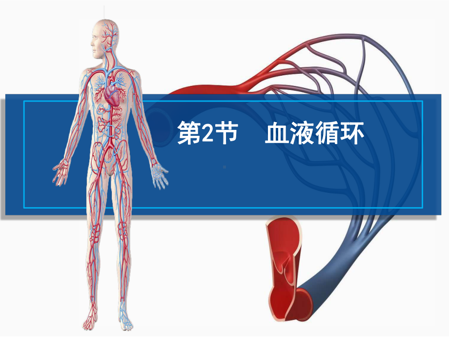 北师大版生物7年级下册第9章第2节《血液循环》市公开课一等奖课件.ppt_第1页