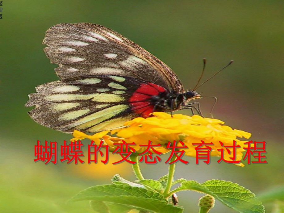 初二生物昆虫的生殖和发育.ppt_第3页