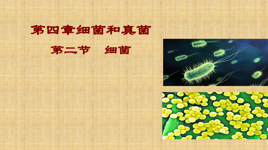 人教版新课标生物八年级上册第四章第二节细菌课件.ppt_第1页