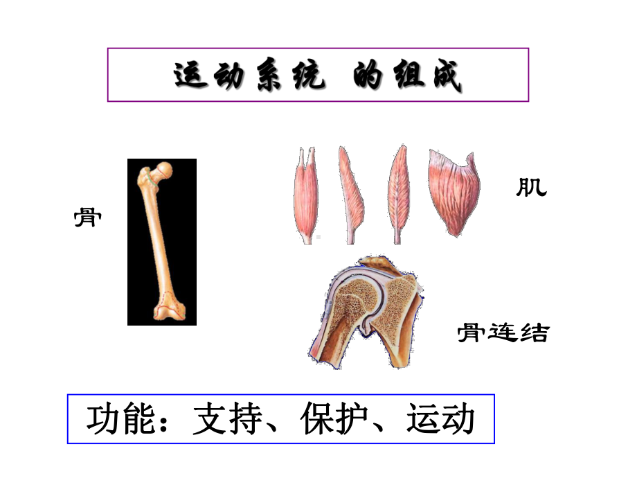 人体解剖学运动系统骨与骨连接课件医学-2.ppt_第2页