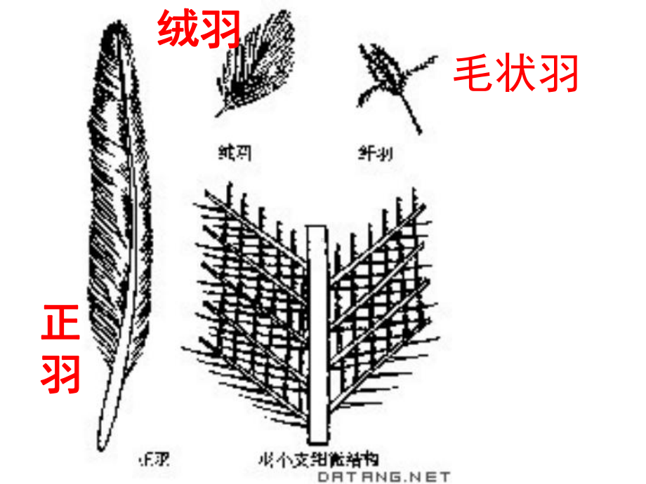 四年级上册科学课件-2.1-动物的特征｜湘教版-(共60张PPT).ppt_第3页