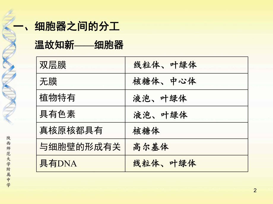 细胞器—系统内的分工合作第二课时课件.ppt_第2页