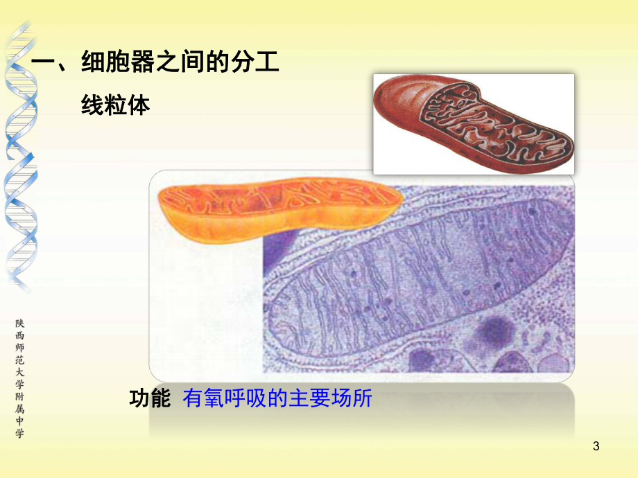 细胞器—系统内的分工合作第二课时课件.ppt_第3页