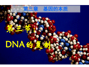 高中生物必修二课件33DNA的复制12人教版.ppt